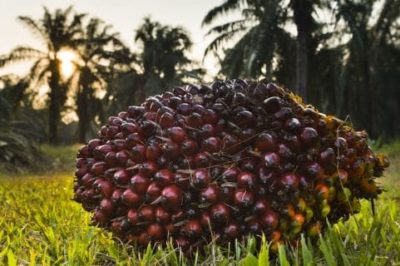 Palmfrucht