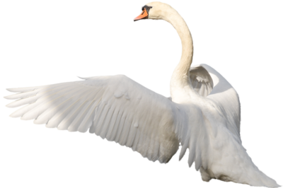 Schwan